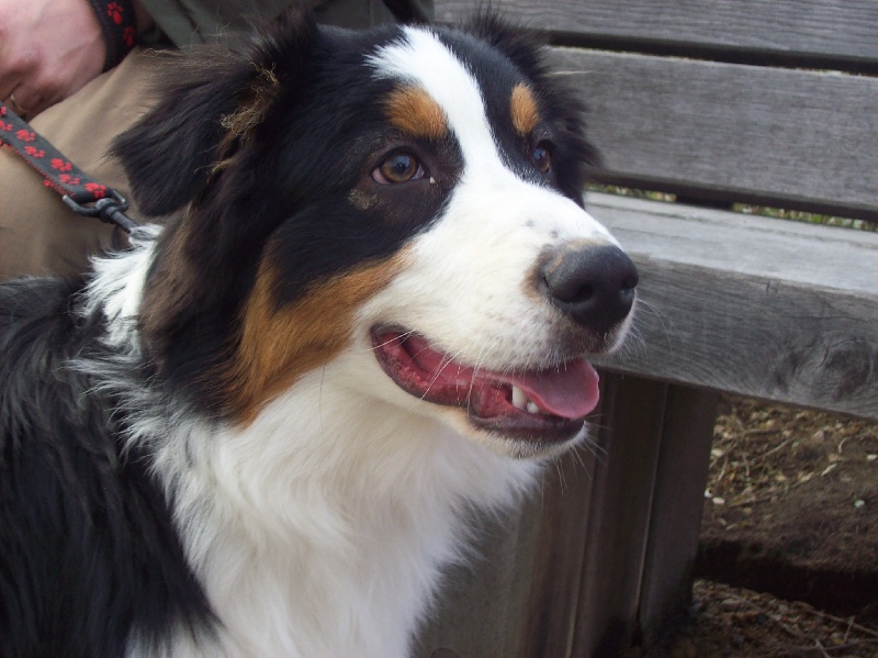 Eliott De la vallee des australiens