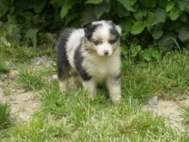 Frisca De la vallee des australiens