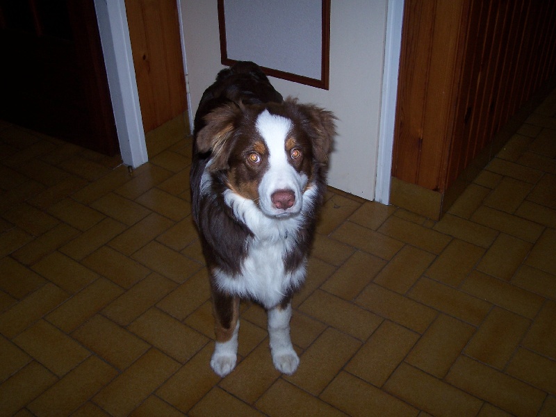 Fillou red boy De la vallee des australiens