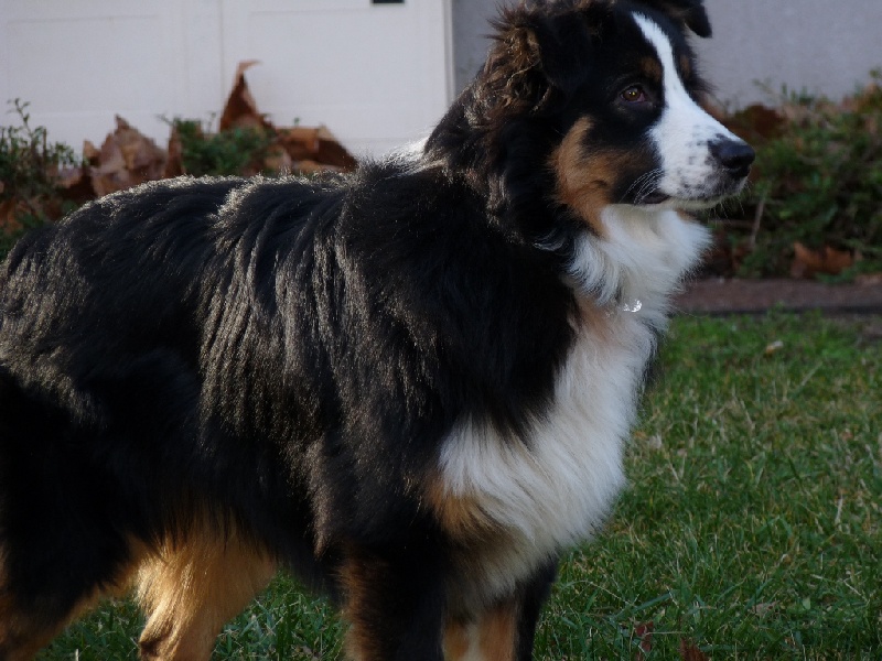 Flynn De la vallee des australiens