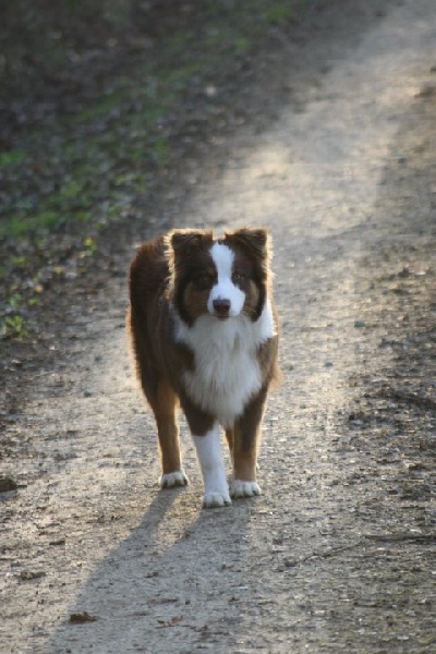 Flash De la vallee des australiens