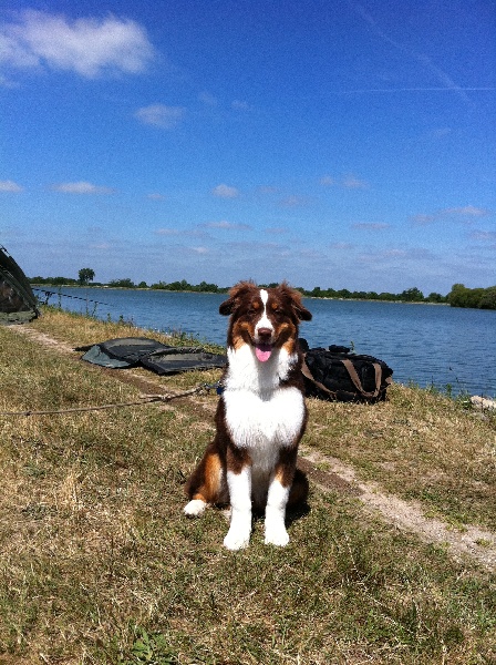 Flanelle dit bella De la vallee des australiens