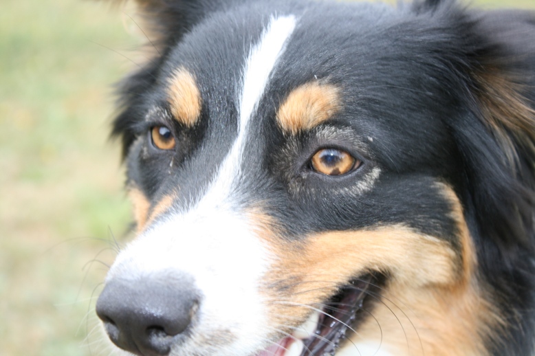 Foxie De la vallee des australiens