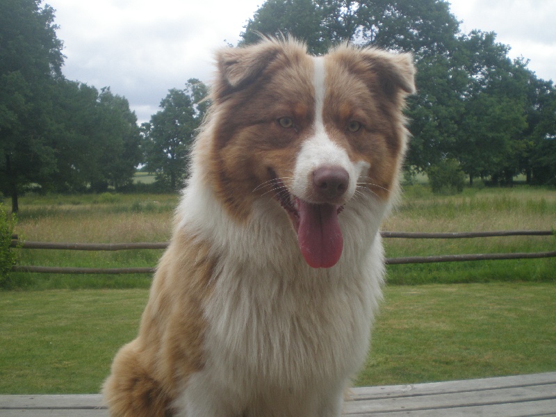 Frenchy dit fidji De la vallee des australiens