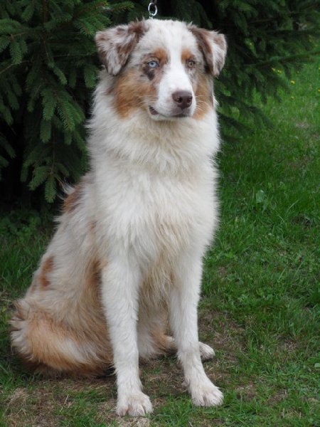 Floyd De la vallee des australiens