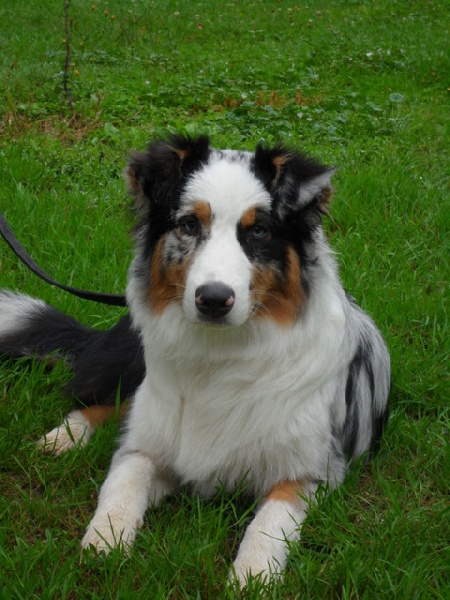 Fashion De la vallee des australiens