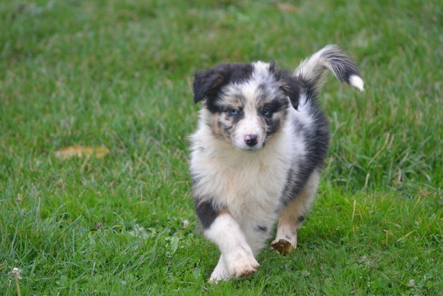 Gabin De la vallee des australiens