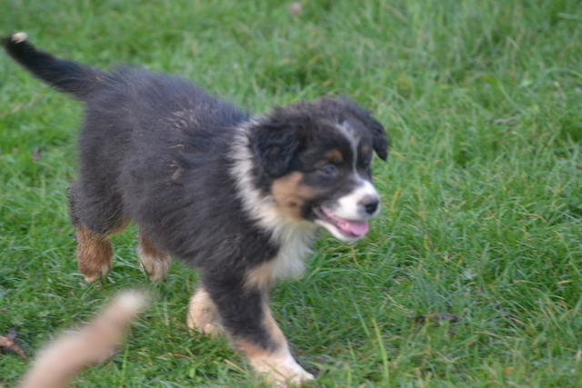 Gaia black De la vallee des australiens