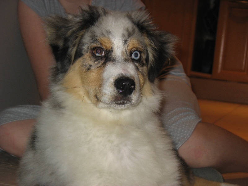 Grizly De la vallee des australiens