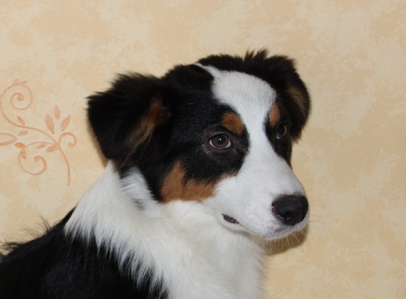 Gibb-sea De la vallee des australiens