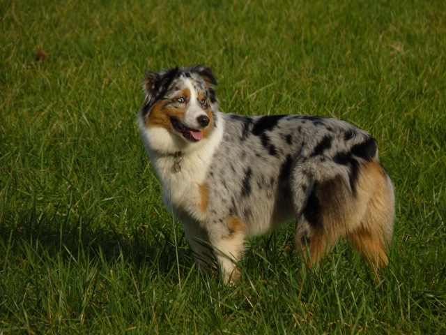 Fifa dit finkel De la vallee des australiens