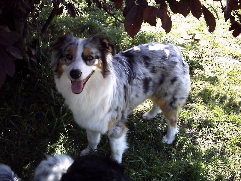 Easy De la vallee des australiens