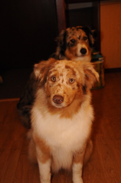 Gloss De la vallee des australiens