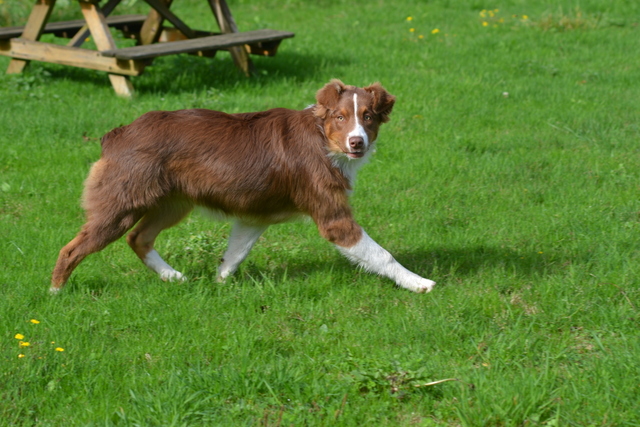 Houna red girl De la vallee des australiens
