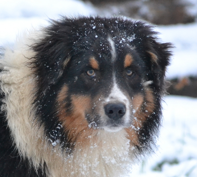 Hollywood black De la vallee des australiens