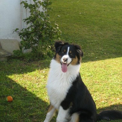 Husty De la vallee des australiens