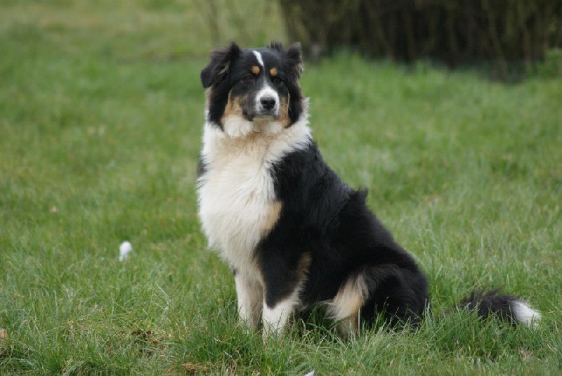 Havane De la vallee des australiens