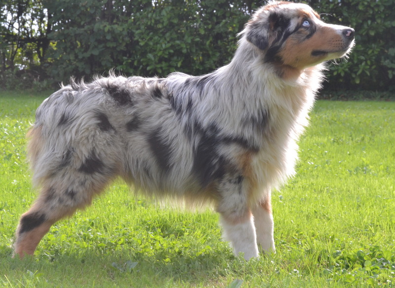 Iroquoi De la vallee des australiens