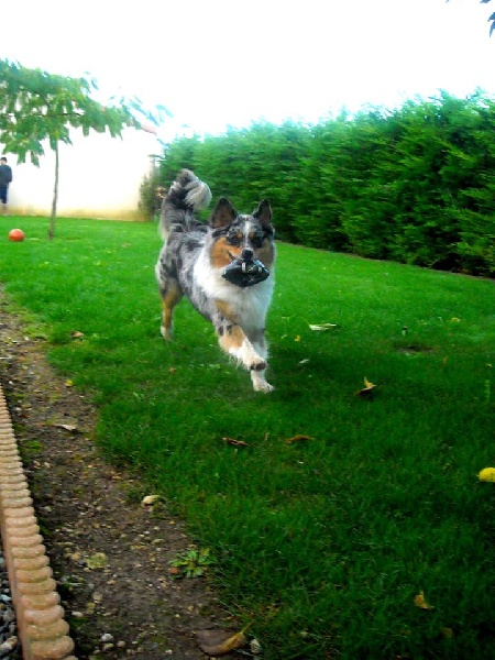 Happy De la vallee des australiens