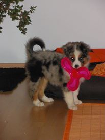 Imaya De la vallee des australiens