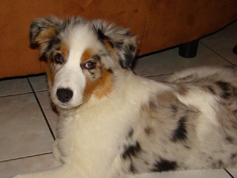 Iouna De la vallee des australiens