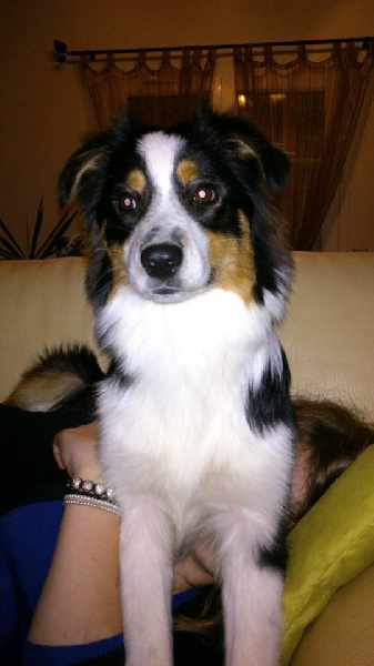 Highley De la vallee des australiens