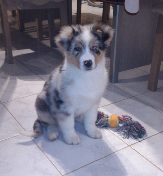 Iron dog De la vallee des australiens