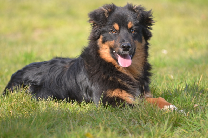 Intance black De la vallee des australiens