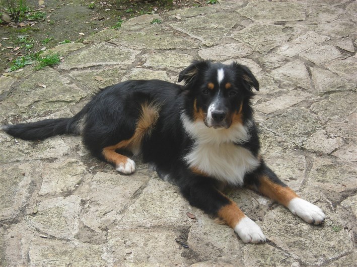 I'boomer De la vallee des australiens