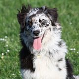 I am blue De la vallee des australiens