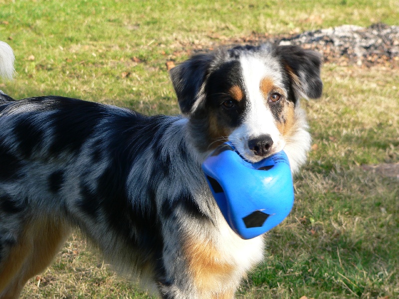 Ice tea De la vallee des australiens
