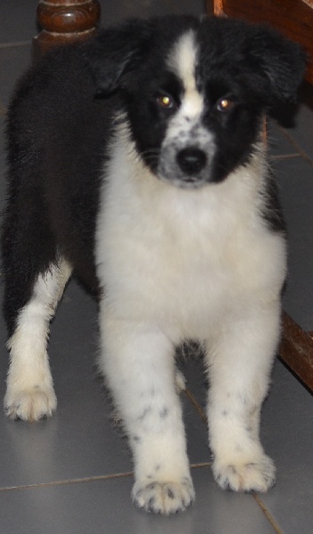 Indy De la vallee des australiens