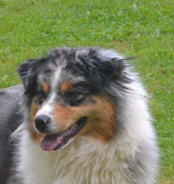 HawaÏ De la vallee des australiens