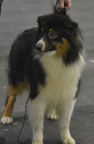 Junior black boy De la vallee des australiens