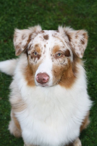 JaÏka De la vallee des australiens