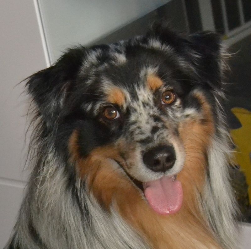 Isko De la vallee des australiens