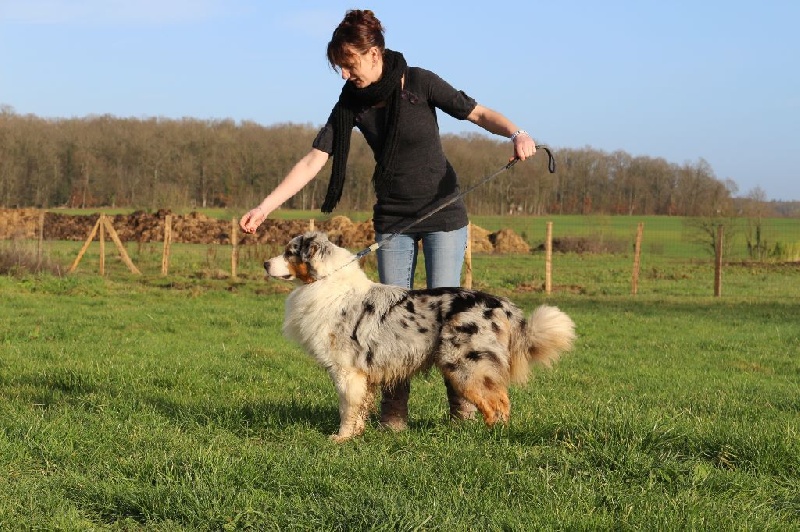 Iron blue De la vallee des australiens