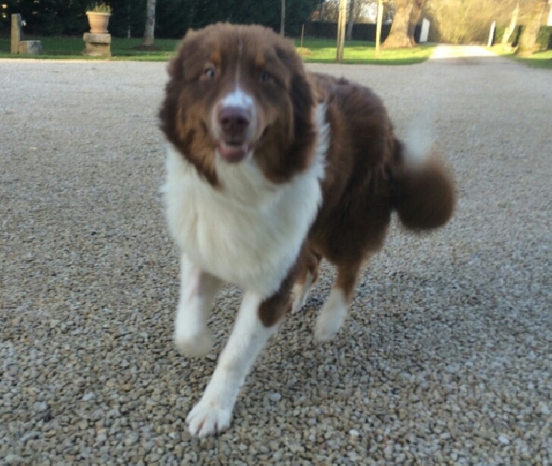 Levis De la vallee des australiens