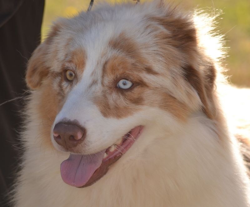 Lenny De la vallee des australiens