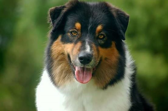 Jay-z De la vallee des australiens