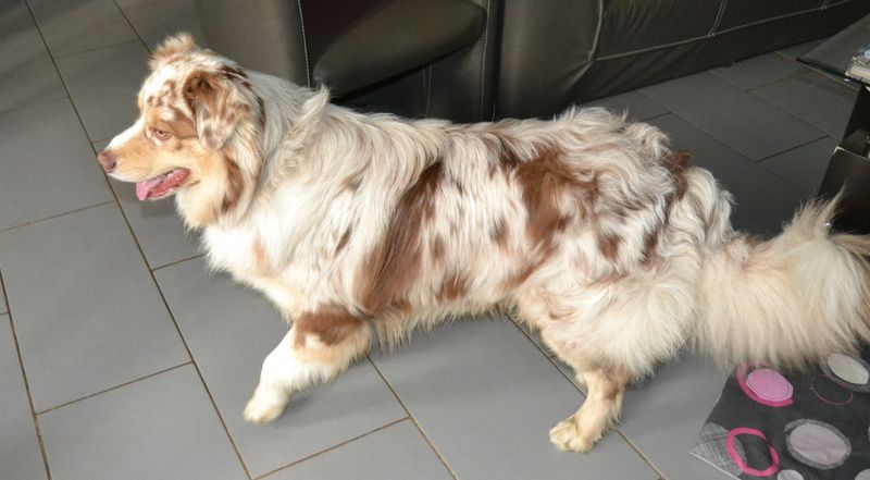 Malko De la vallee des australiens