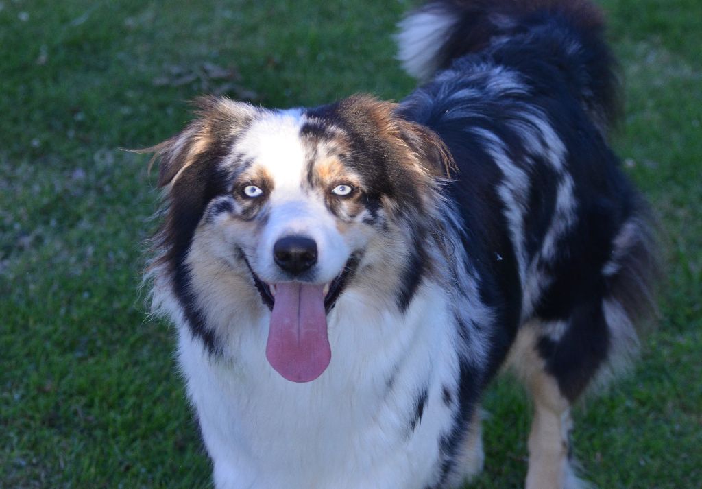 Maya blue De la vallee des australiens