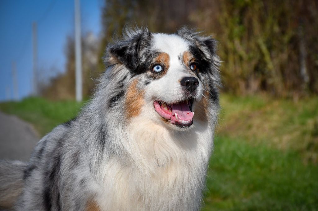 Haribo De la vallee des australiens