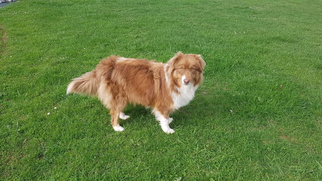 Omega De la vallee des australiens