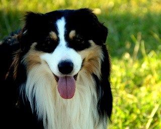 De la vallee des australiens O j