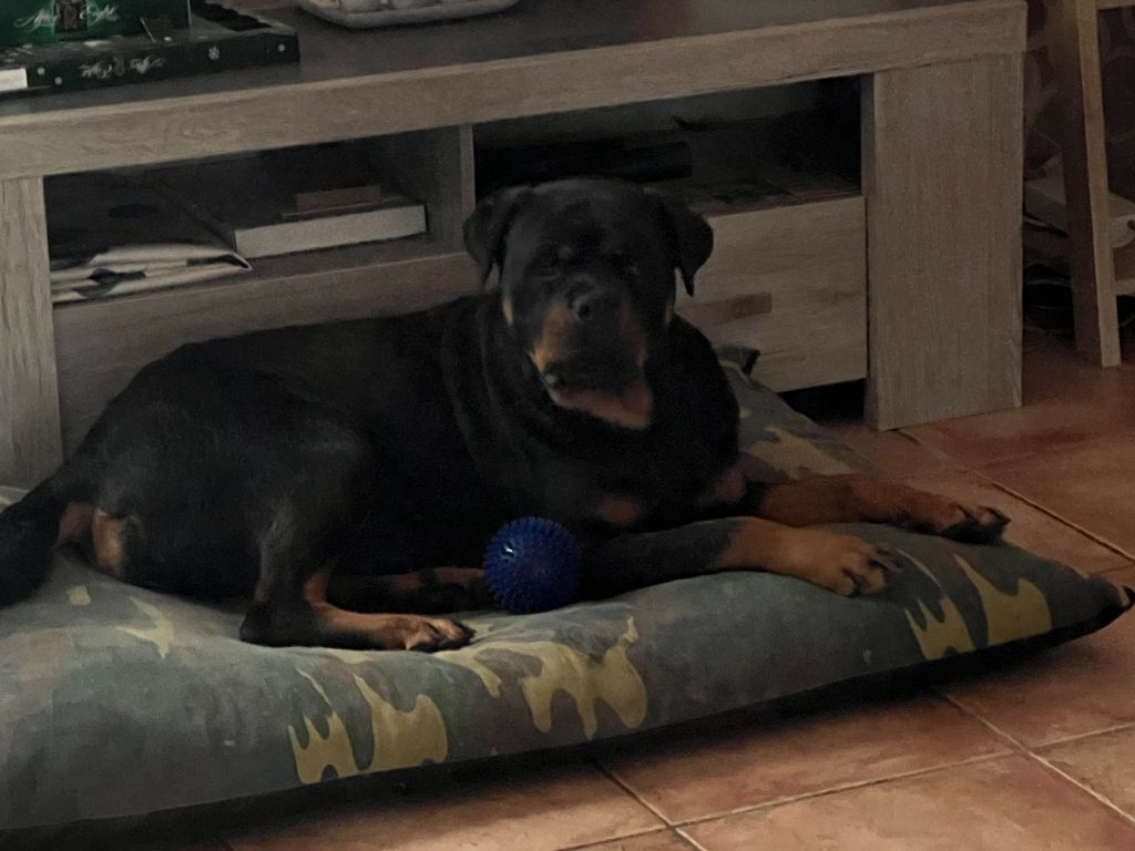 Tara Du Domaine Eternel