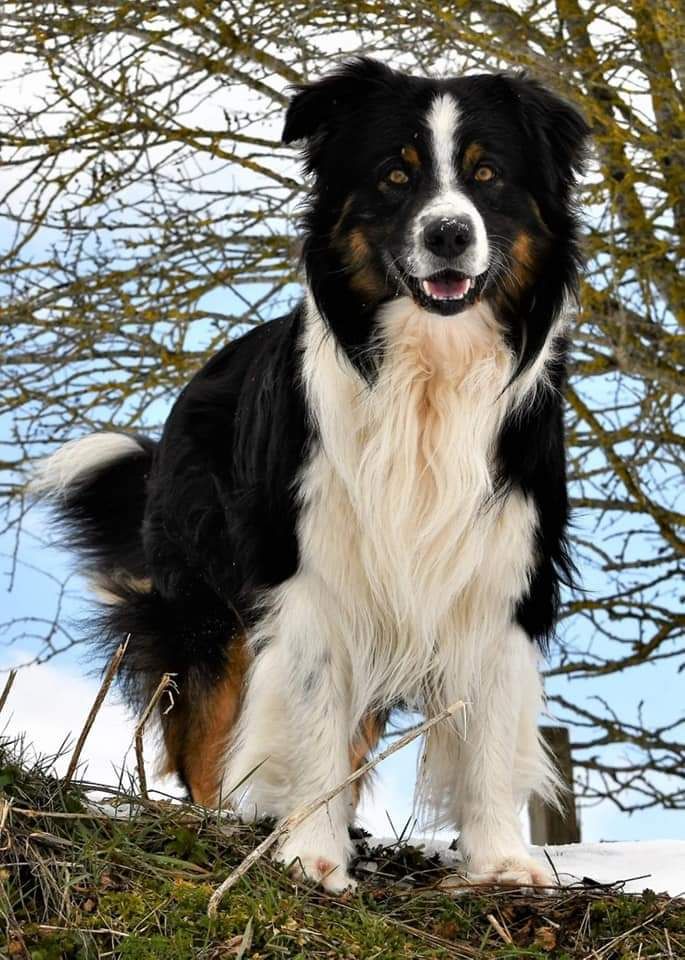 Lewis quarter De la vallee des australiens