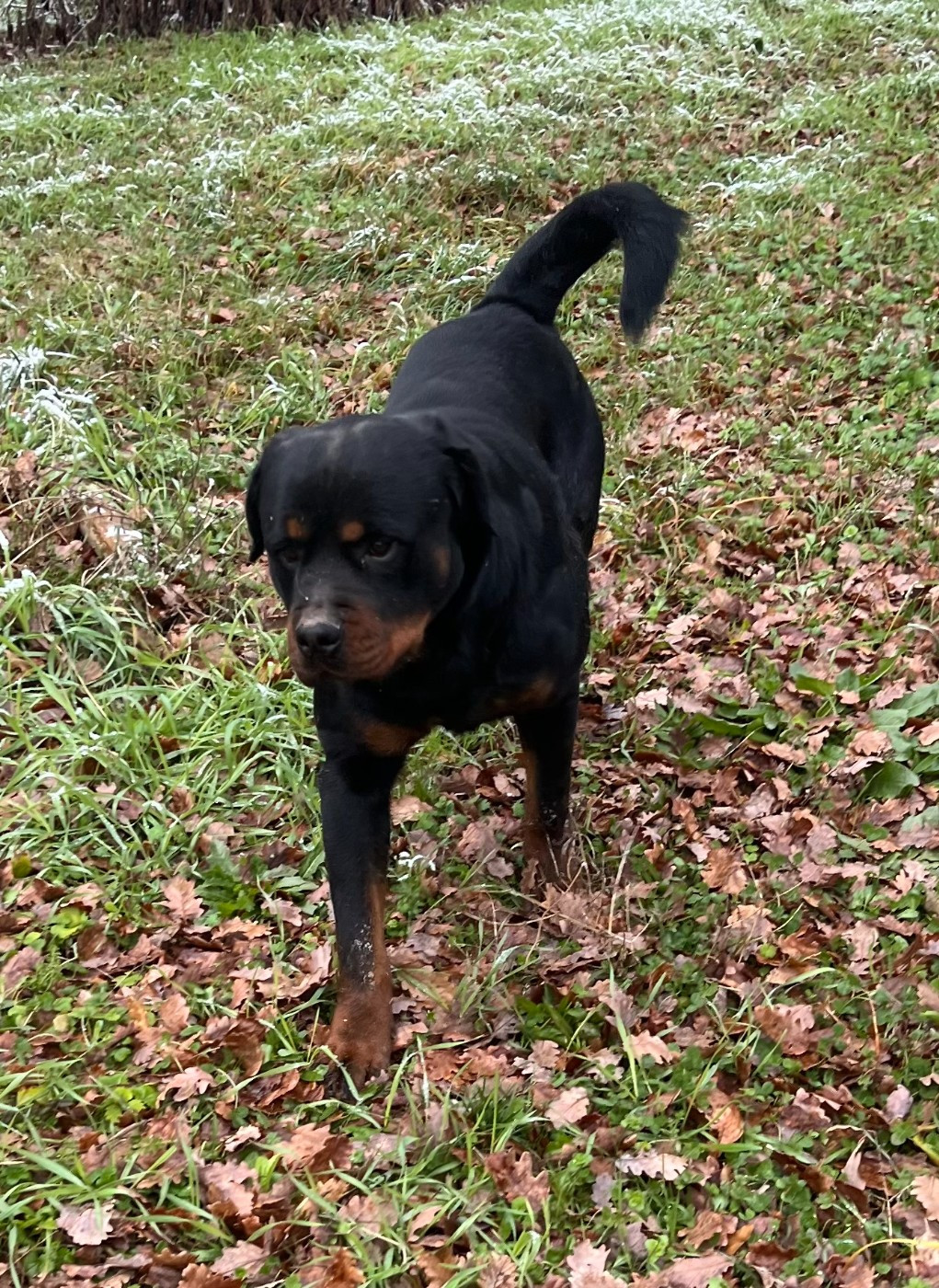 Urius des heritiers de rahan